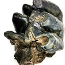 Mastodon Partial Tooth - Fossil Specimen