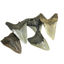 Megalodon Tooth - Fossil - Florida, USA - Cenozoic era