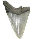 Megalodon Tooth - Fossil - Florida, USA - Cenozoic era