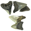 Megalodon Tooth - Fossil - Florida, USA - Cenozoic era
