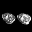 Melties - Stud Earring