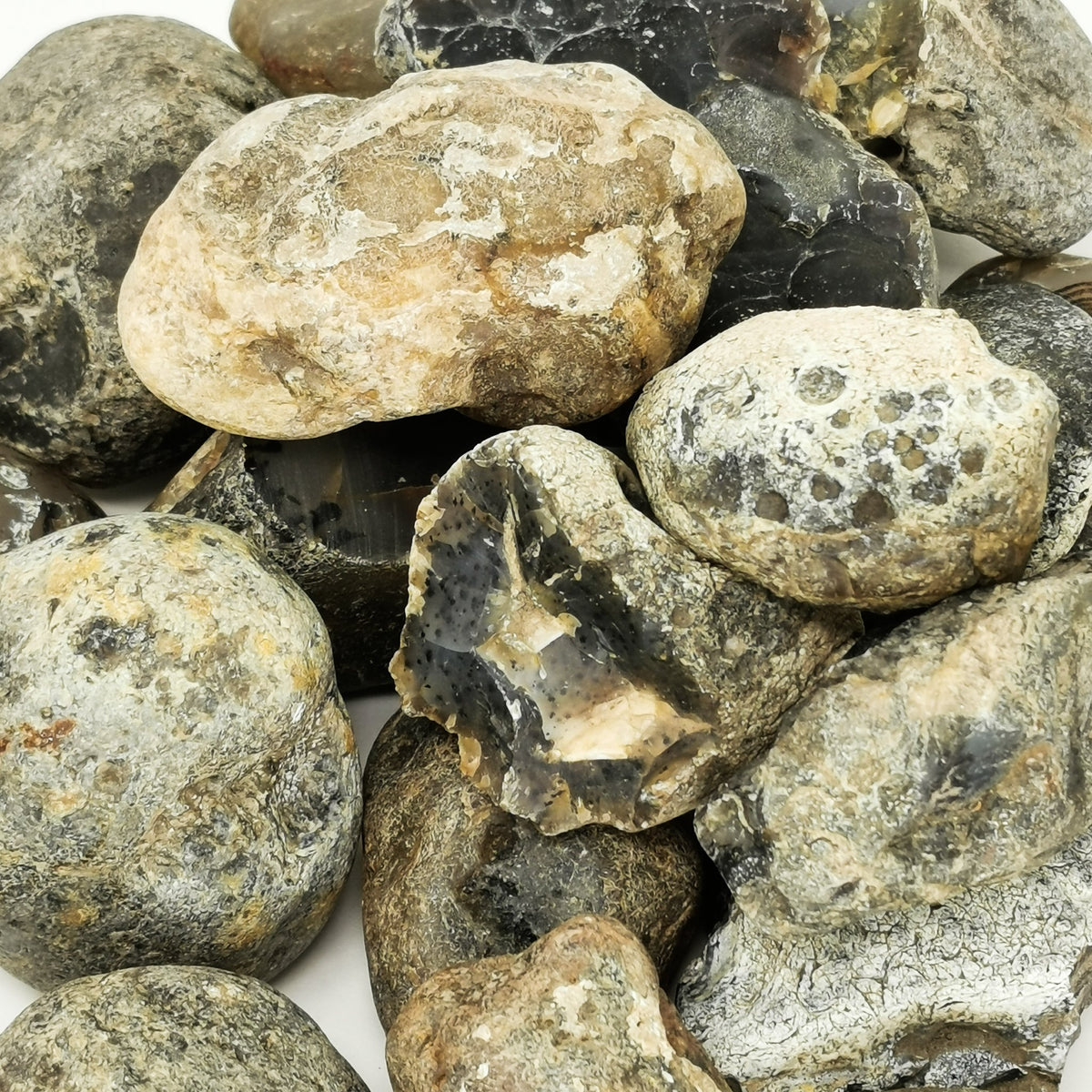 Montana Agate rough, a variety of chalcedony.