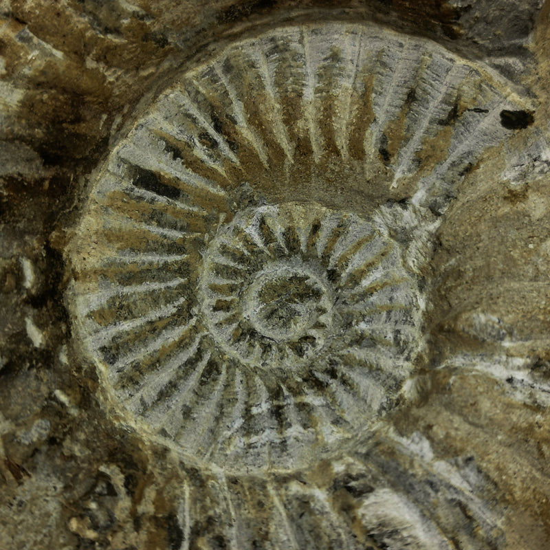 阿加迪爾菊石 - 化石
