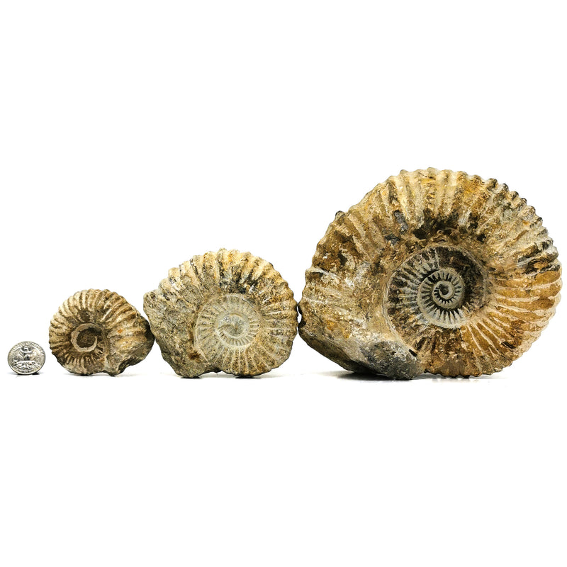 Agadir Ammonite - Fossil
