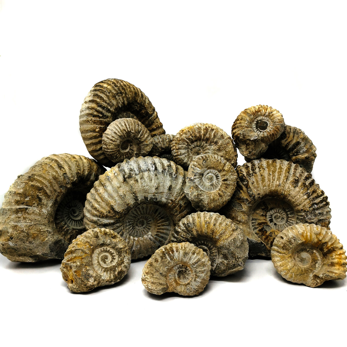 Mantelliceras Ammonite fossil from Agadir, Morocco.