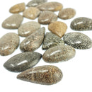 沧龙骨 - 凸圆形