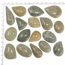 沧龙骨 - 凸圆形