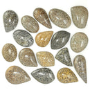 沧龙骨 - 凸圆形