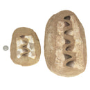 沧龙下颌骨矩阵 - 化石