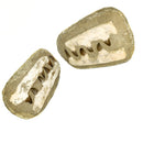 沧龙下颌骨矩阵 - 化石