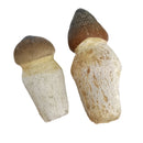 沧龙牙齿 - 化石