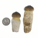 沧龙牙齿 - 化石