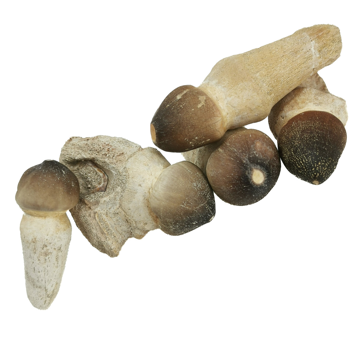 Mosasaur Tooth fossil from Morocco.
