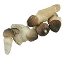 沧龙牙齿 - 化石