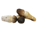 沧龙牙齿 - 化石