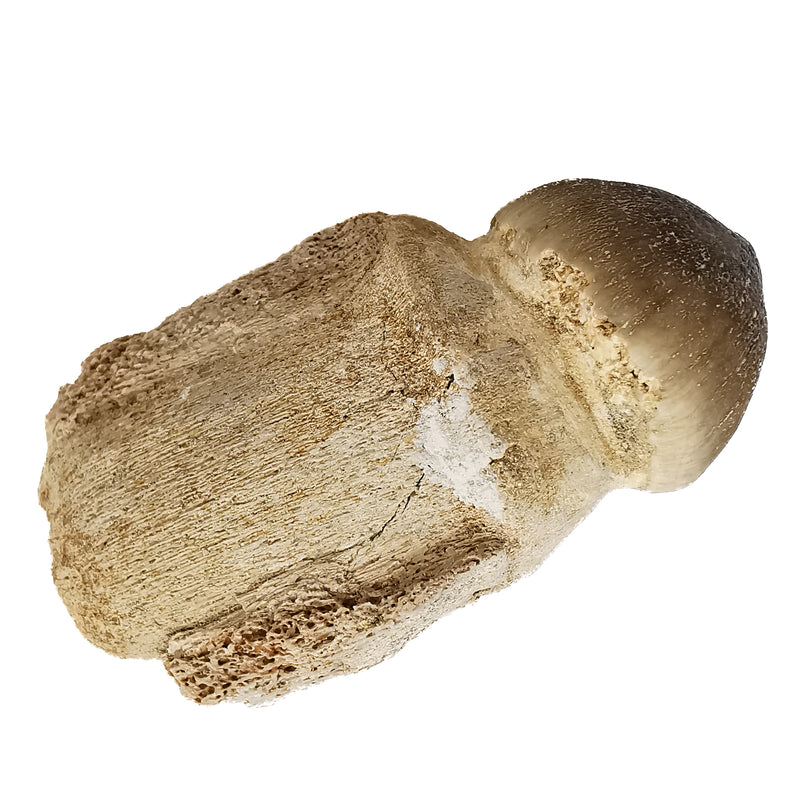 Mosasaur Tooth - Fossil