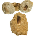 矩阵上的沧龙牙齿 - 化石