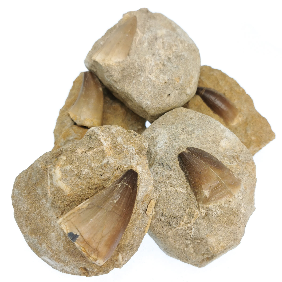 Mosasaur Tooth on Matrix fossil from Morocco.