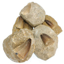 矩阵上的沧龙牙齿 - 化石