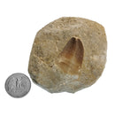 矩阵上的沧龙牙齿 - 化石