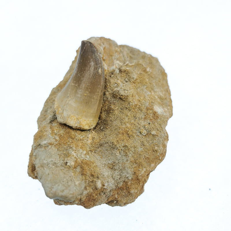 Mosasaur Tooth on Matrix - Fossil