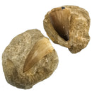 矩阵上的沧龙牙齿 - 化石