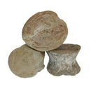 沧龙椎骨 - 化石