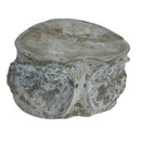 沧龙椎骨 - 化石