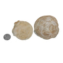 沧龙椎骨 - 化石