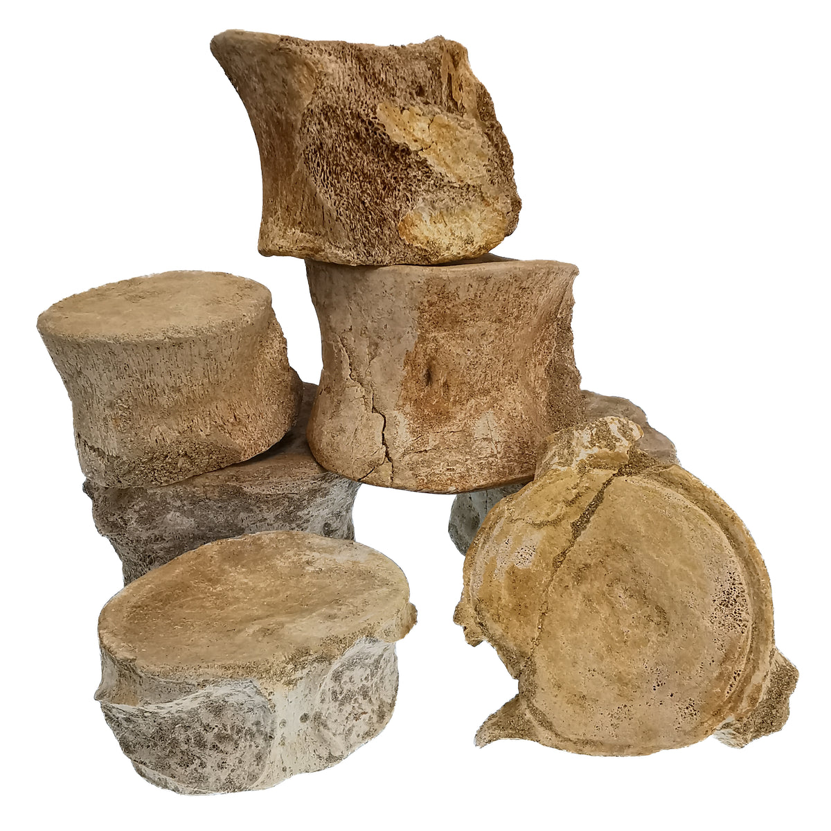 Mosasaur Vertebrae fossil from Morocco.