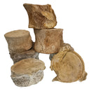 沧龙椎骨 - 化石