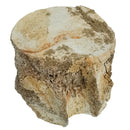 沧龙椎骨 - 化石