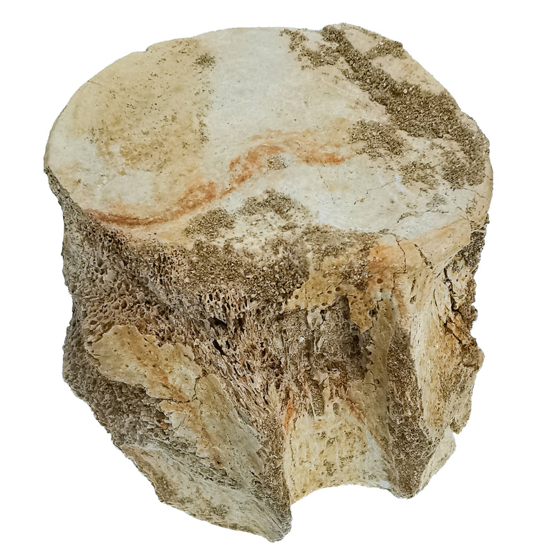 Mosasaur Vertebrae - Fossil