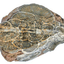 蘑菇流纹岩 - 粗糙