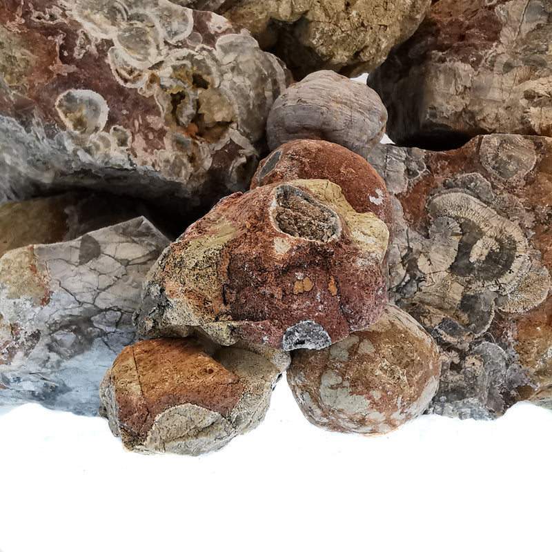 蘑菇流紋岩 - 粗糙