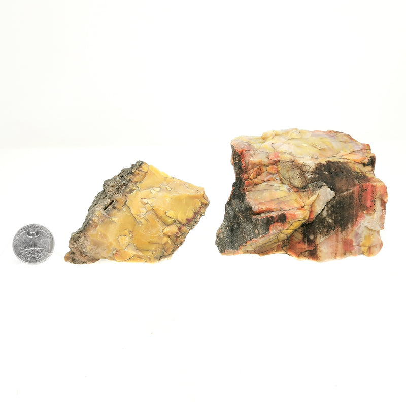 Nazlini Fossil Wood -Rough