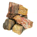 Nazlini Fossil Wood -Rough