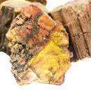 Nazlini Fossil Wood -Rough