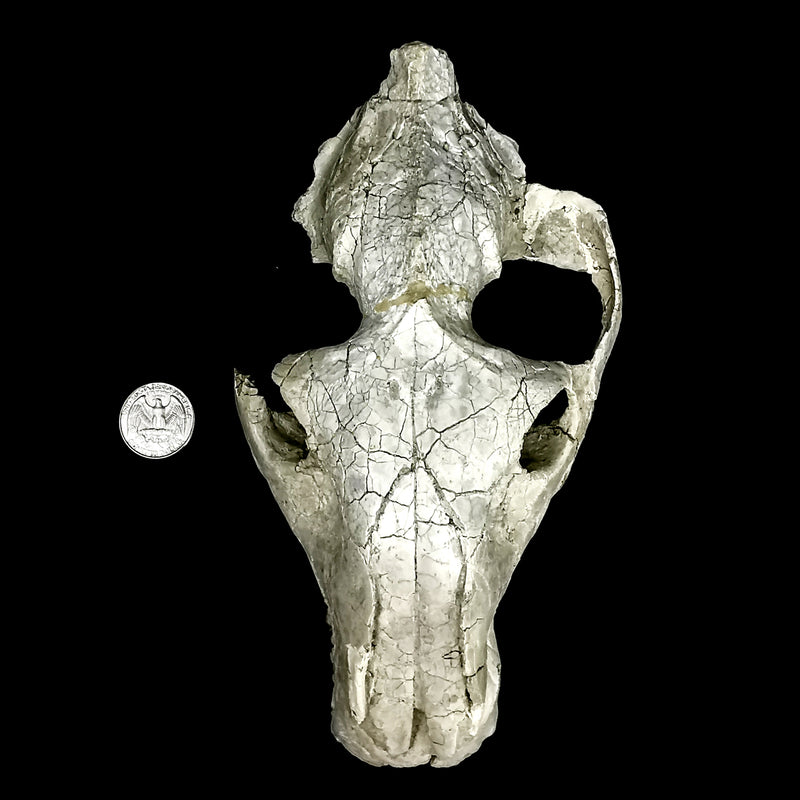 Oreodont Skull - Specimen