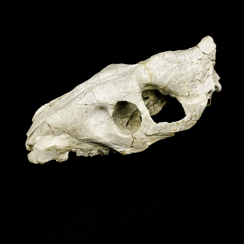 Oreodont Skull - Specimen