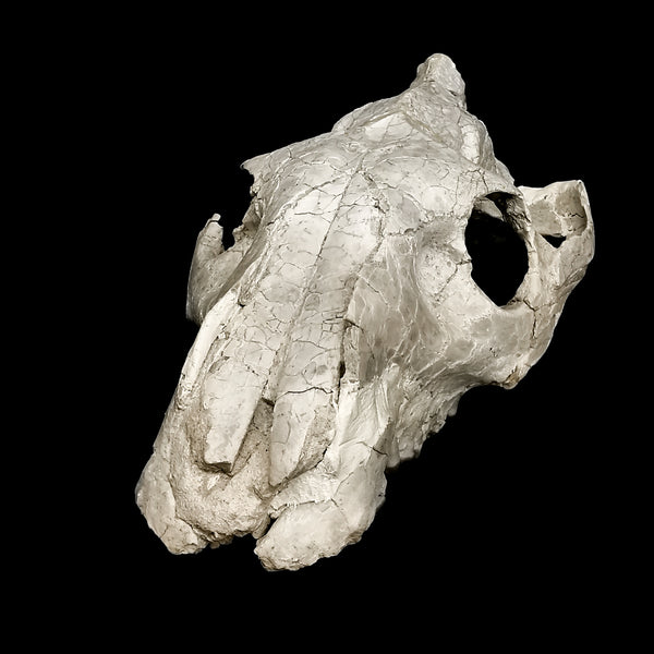 奧利齒獸頭骨 - 標本