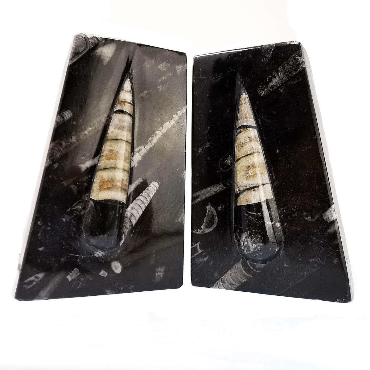 Orthoceras Laminated book ends fossil from Morocco, Orthoceras Limestone, Ludlow.