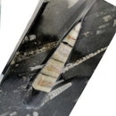 Orthoceras 层压 - 书挡