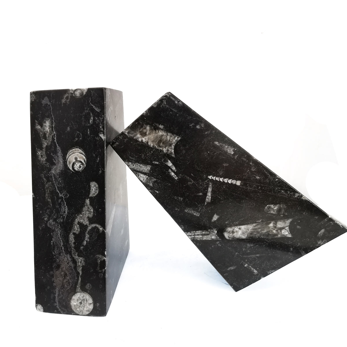 Orthoceras book ends fossil from Morocco, Orthoceras Limestone, Ludlow.