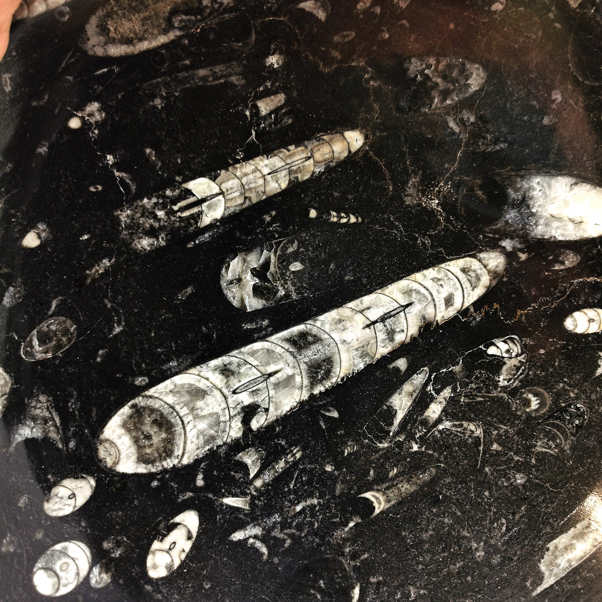 Orthoceras Bowl fossil from Morocco, Orthoceras Limestone, Ludlow.