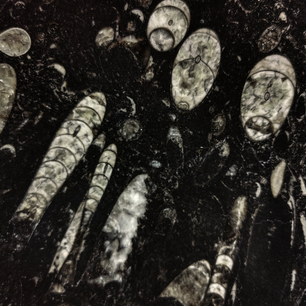 Orcrist 　ブラックメタル　blackl Orthoceras Bowl - Fossil