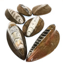 Orthoceras Brown - 化石