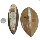 Orthoceras Brown - 化石