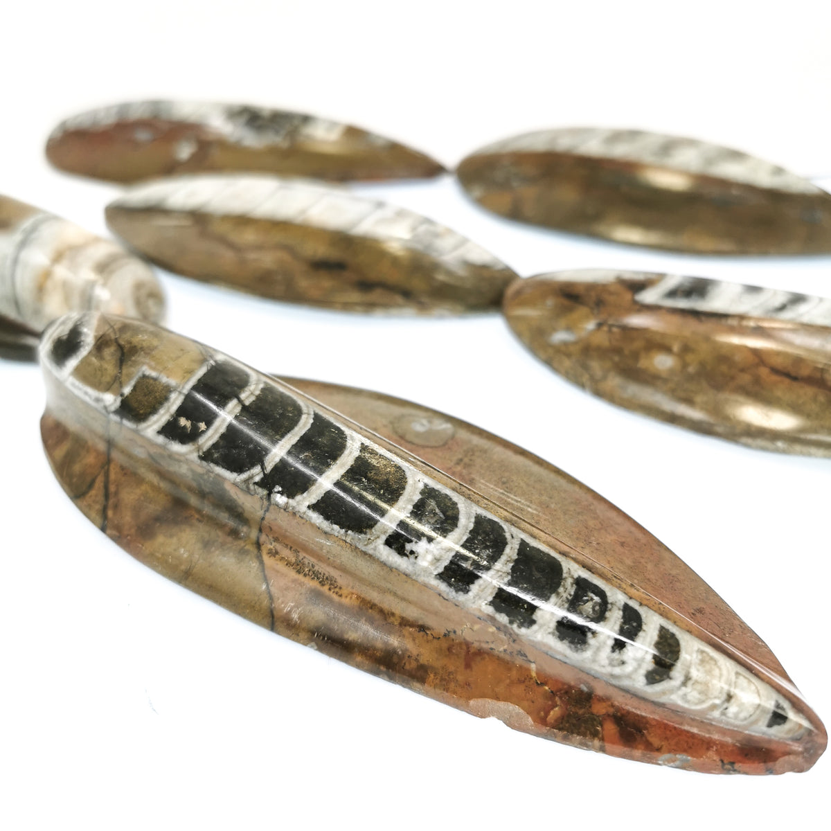 Orthoceras Brown fossil from Morocco, Orthoceras Limestone, Ludlow.