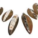 Orthoceras Brown - 化石